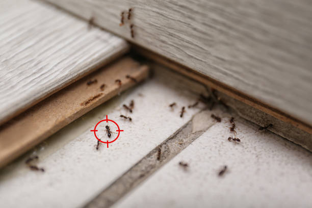 Best Mosquito Control Services  in West Reading, PA